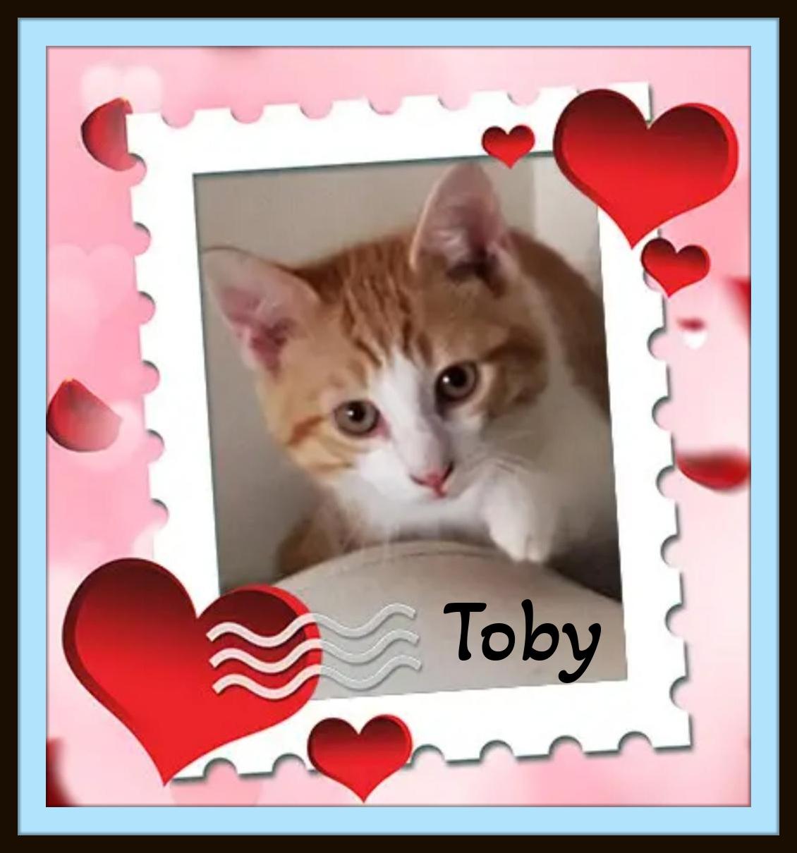 Enlarge Toby - Your daily dose of sunshine in a soft, purring package, a Adopted Domestic Short Hair in Snow Camp, NC image 3/5