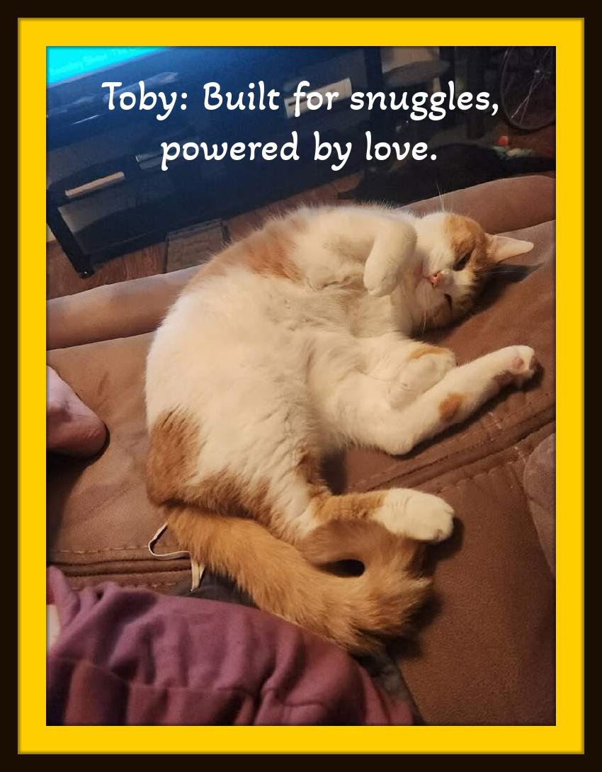 Enlarge Toby - Your daily dose of sunshine in a soft, purring package, a Adopted Domestic Short Hair in Snow Camp, NC image 5/5