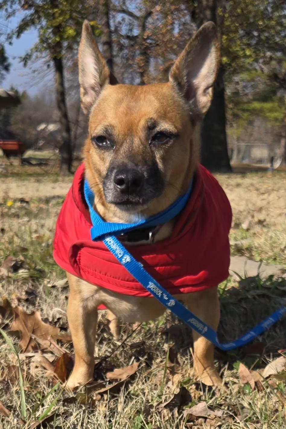 Enlarge MIA   $375, a ADOPTABLE mixed breed in Milwaukee, WI image 5/5