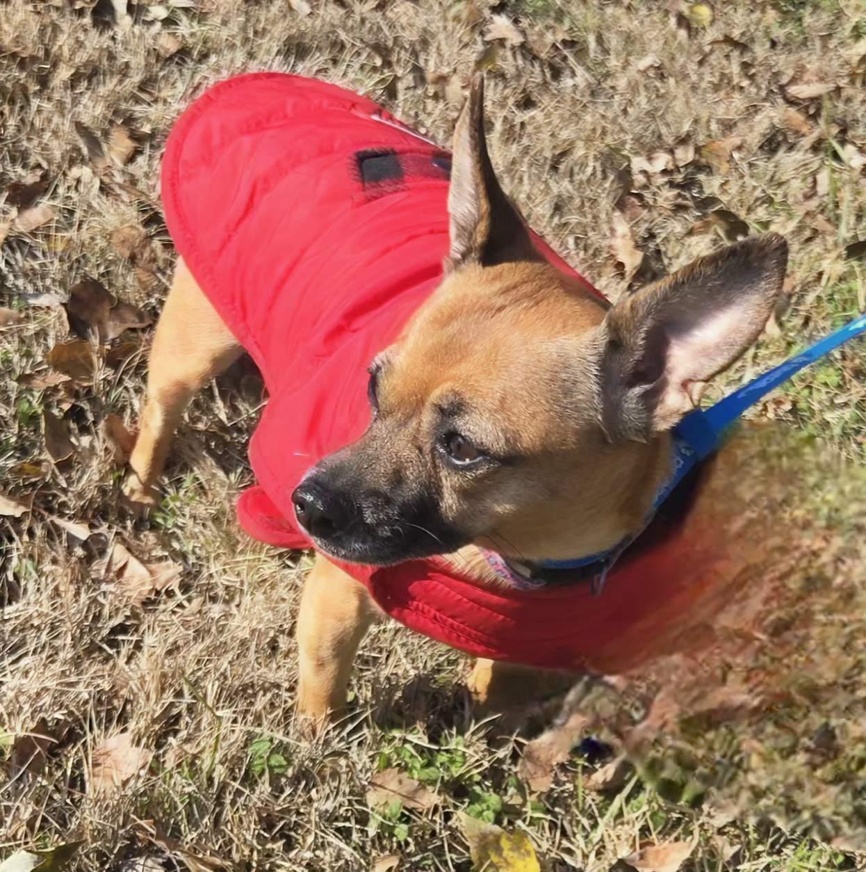 Enlarge MIA   $375, a ADOPTABLE mixed breed in Milwaukee, WI image 2/5