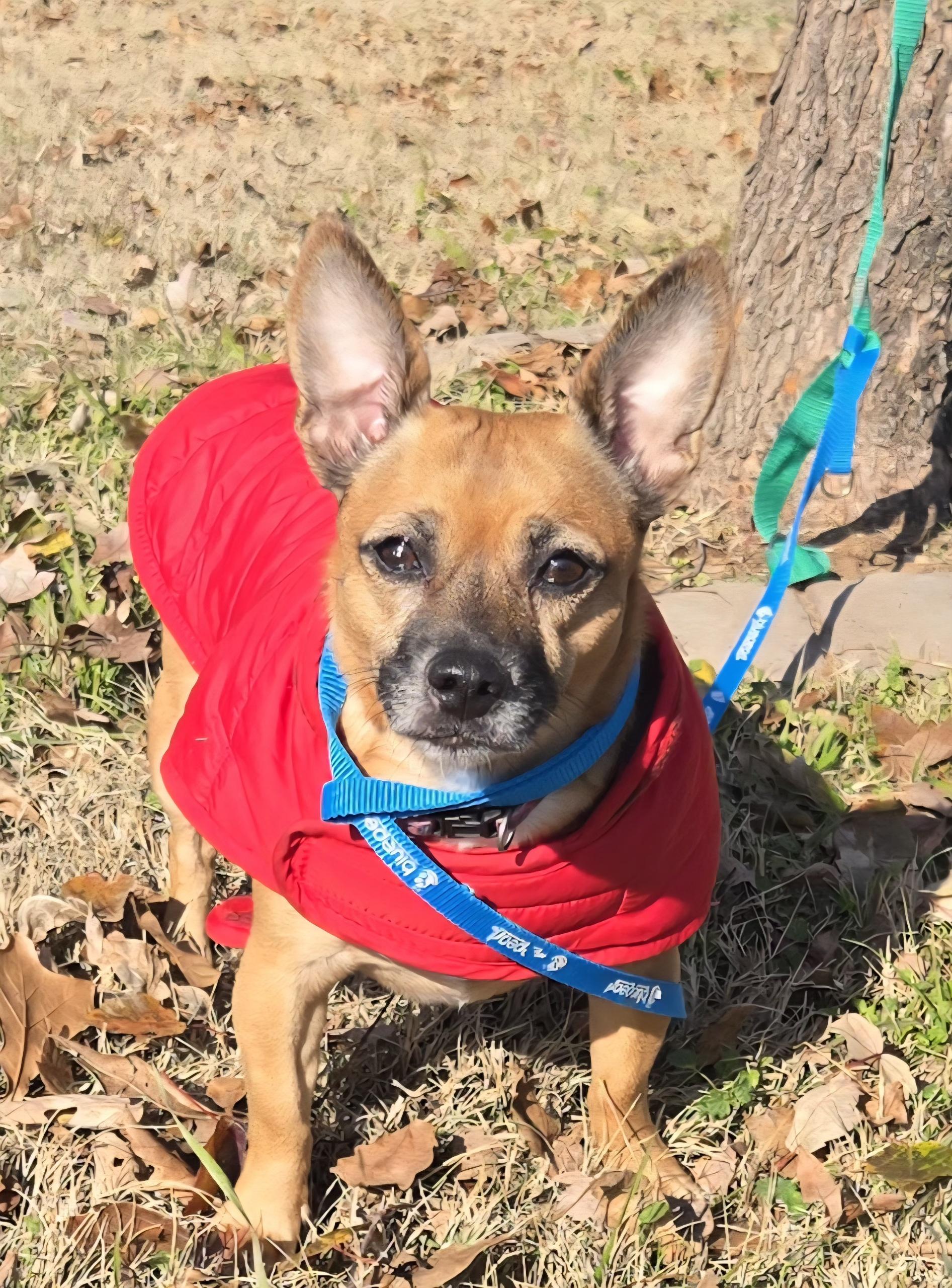 Enlarge MIA   $375, a ADOPTABLE mixed breed in Milwaukee, WI image 4/5