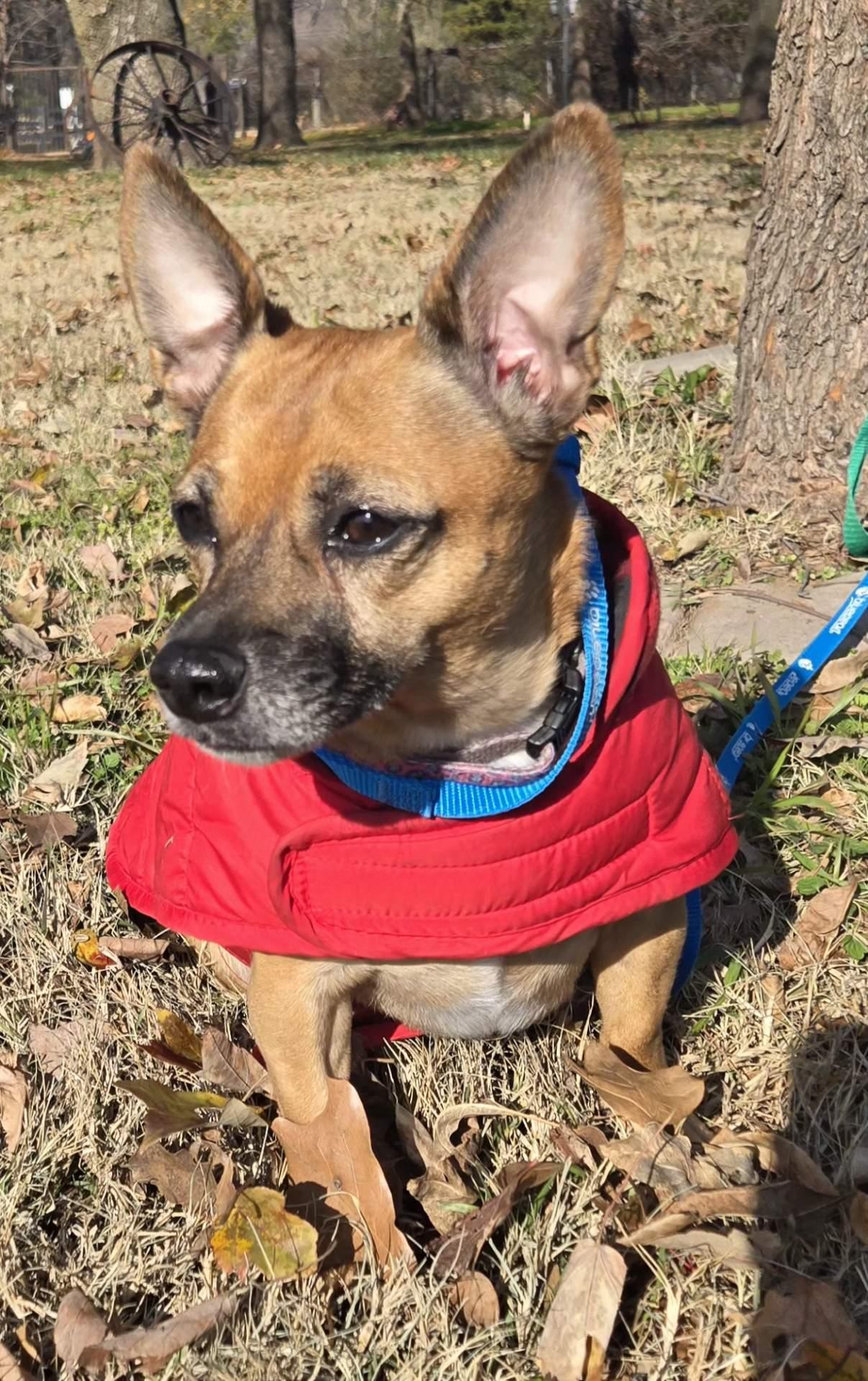 Enlarge MIA   $375, a ADOPTABLE mixed breed in Milwaukee, WI image 3/5