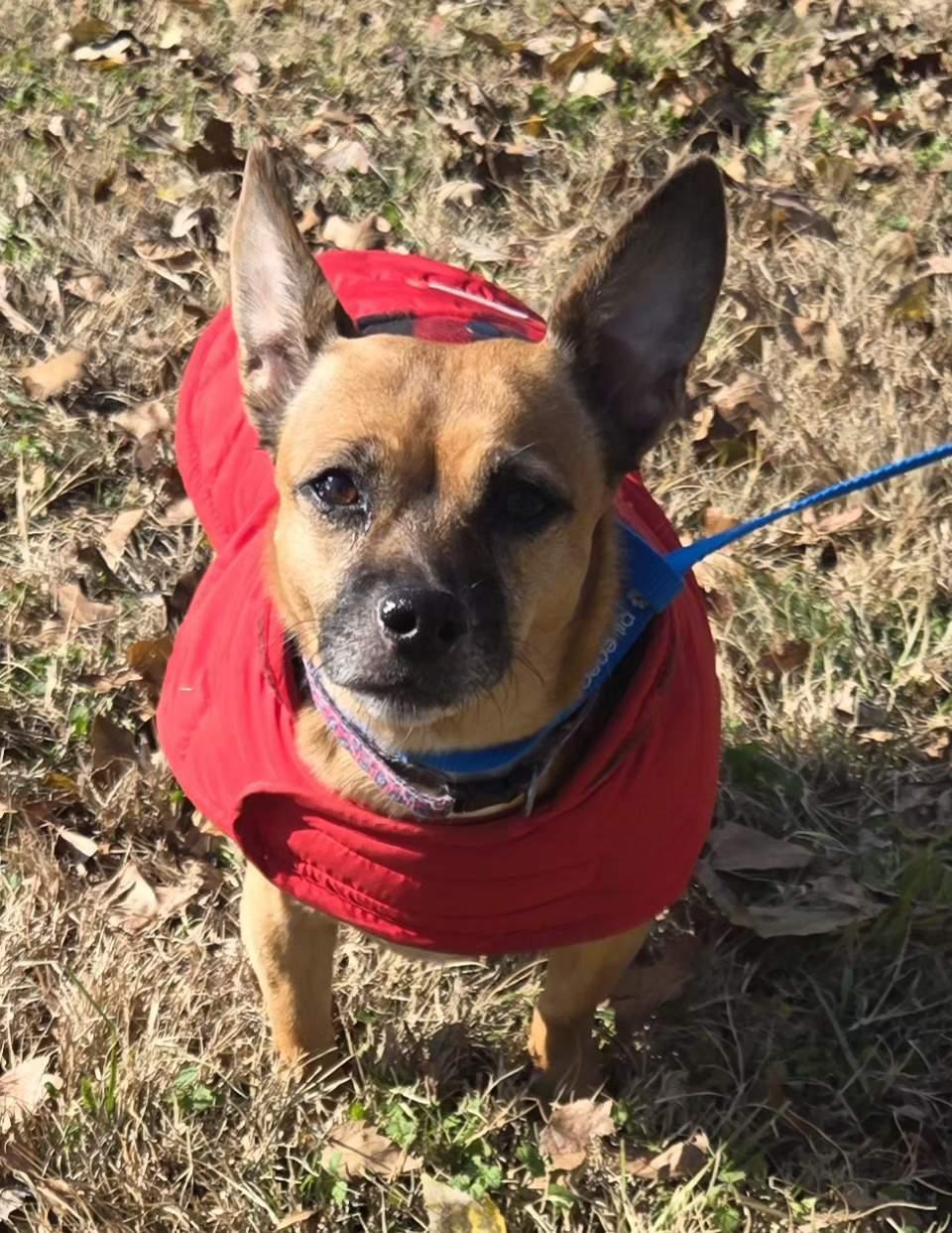 MIA   $375, ADOPTABLE, Adult Female Chihuahua.