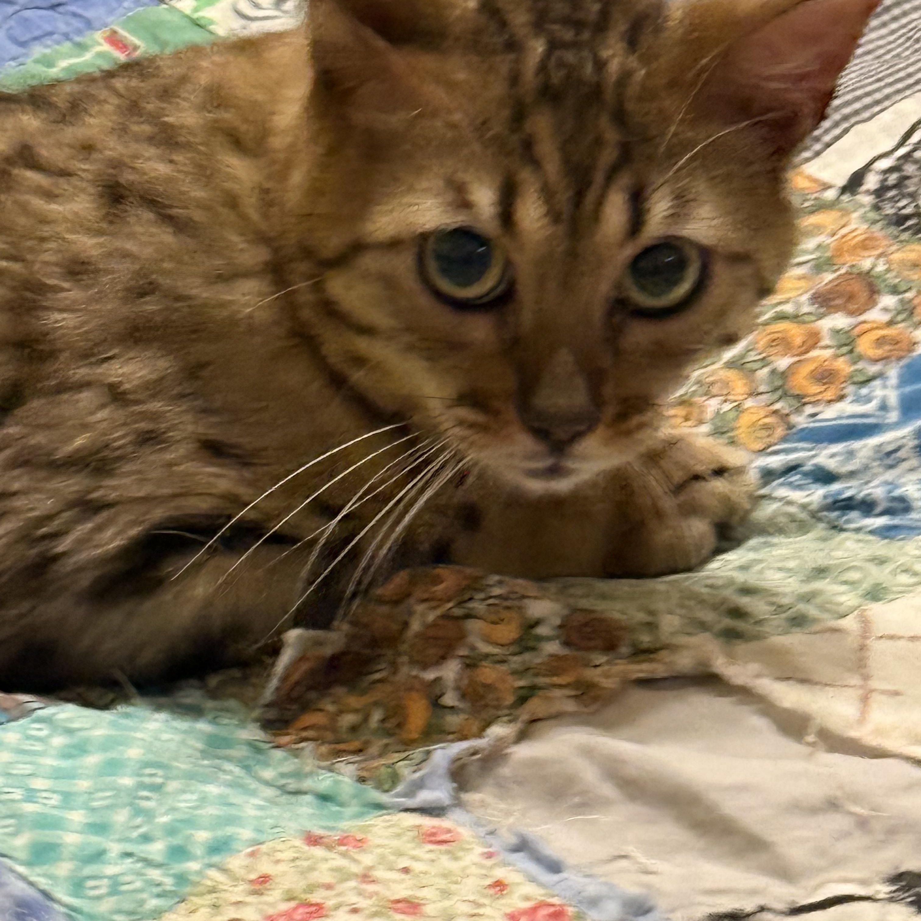 Darhma, ADOPTABLE, Adult Male Bengal.