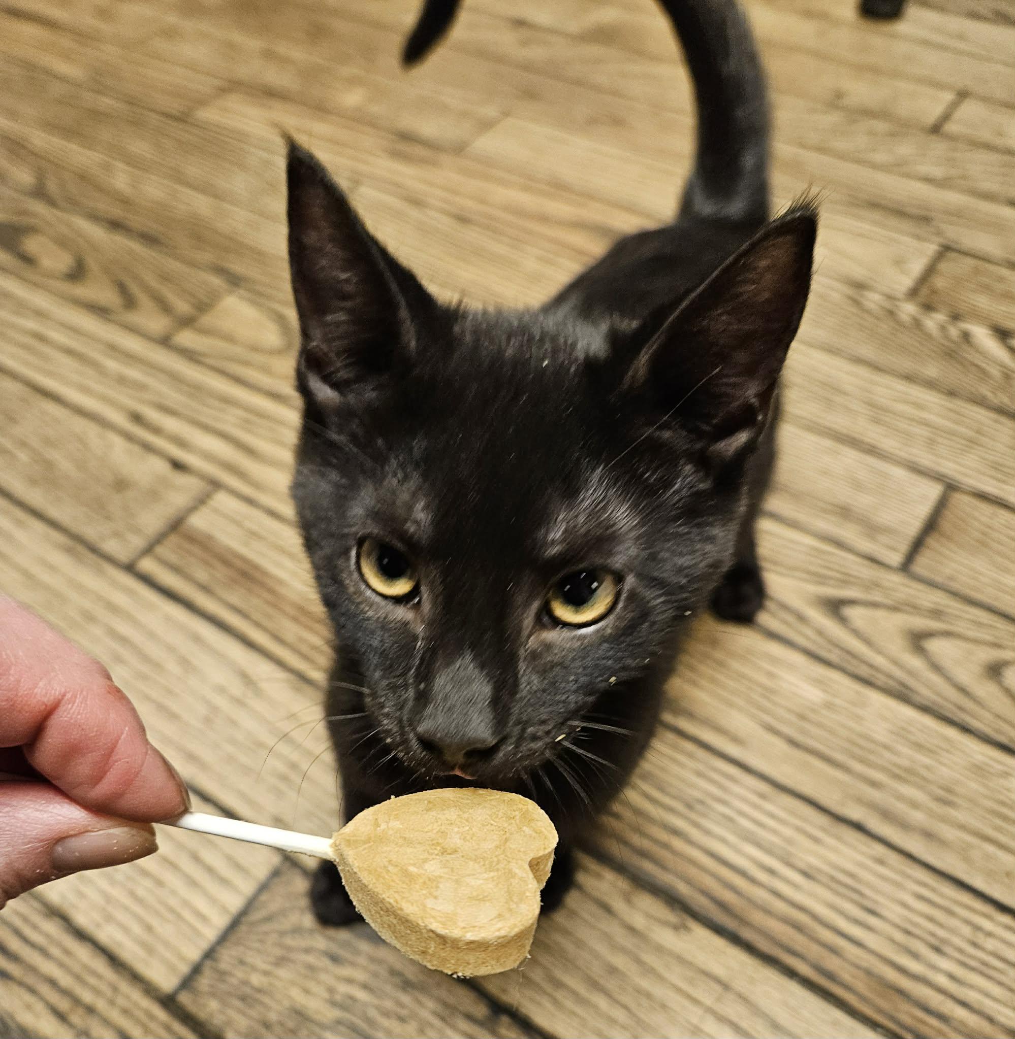 Enlarge Void , a ADOPTABLE Domestic Short Hair in Belchertown, MA image 1/2