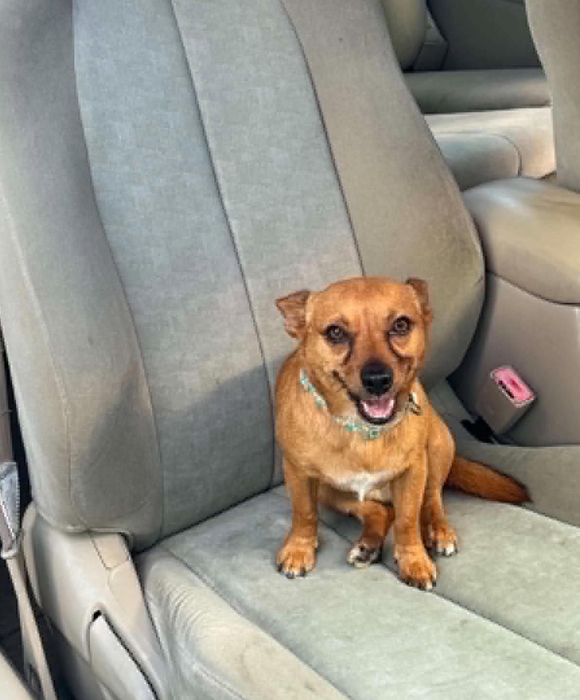 Enlarge Toby, a ADOPTABLE Chihuahua in Homer Glen, IL image 4/4
