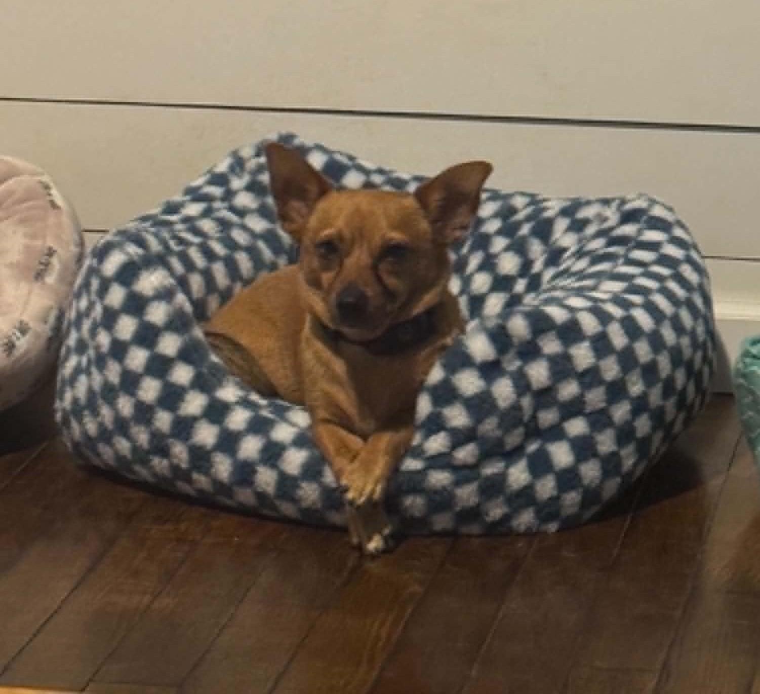 Enlarge Toby, a ADOPTABLE Chihuahua in Homer Glen, IL image 2/4