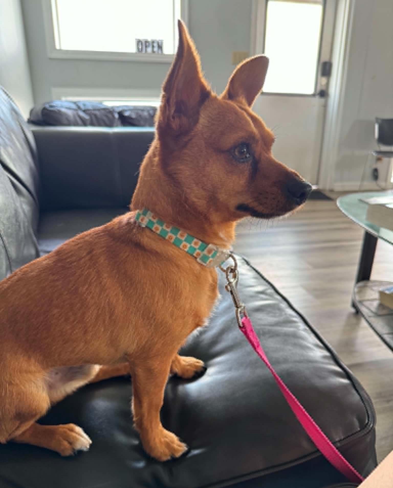 Toby, ADOPTABLE, Adult Male Chihuahua.