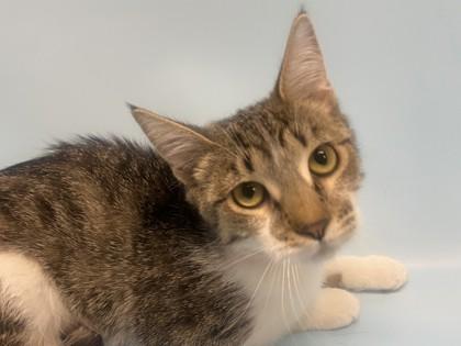 Enlarge Robin, a Adoptable mixed breed in Golden Valley, MN image 1/1