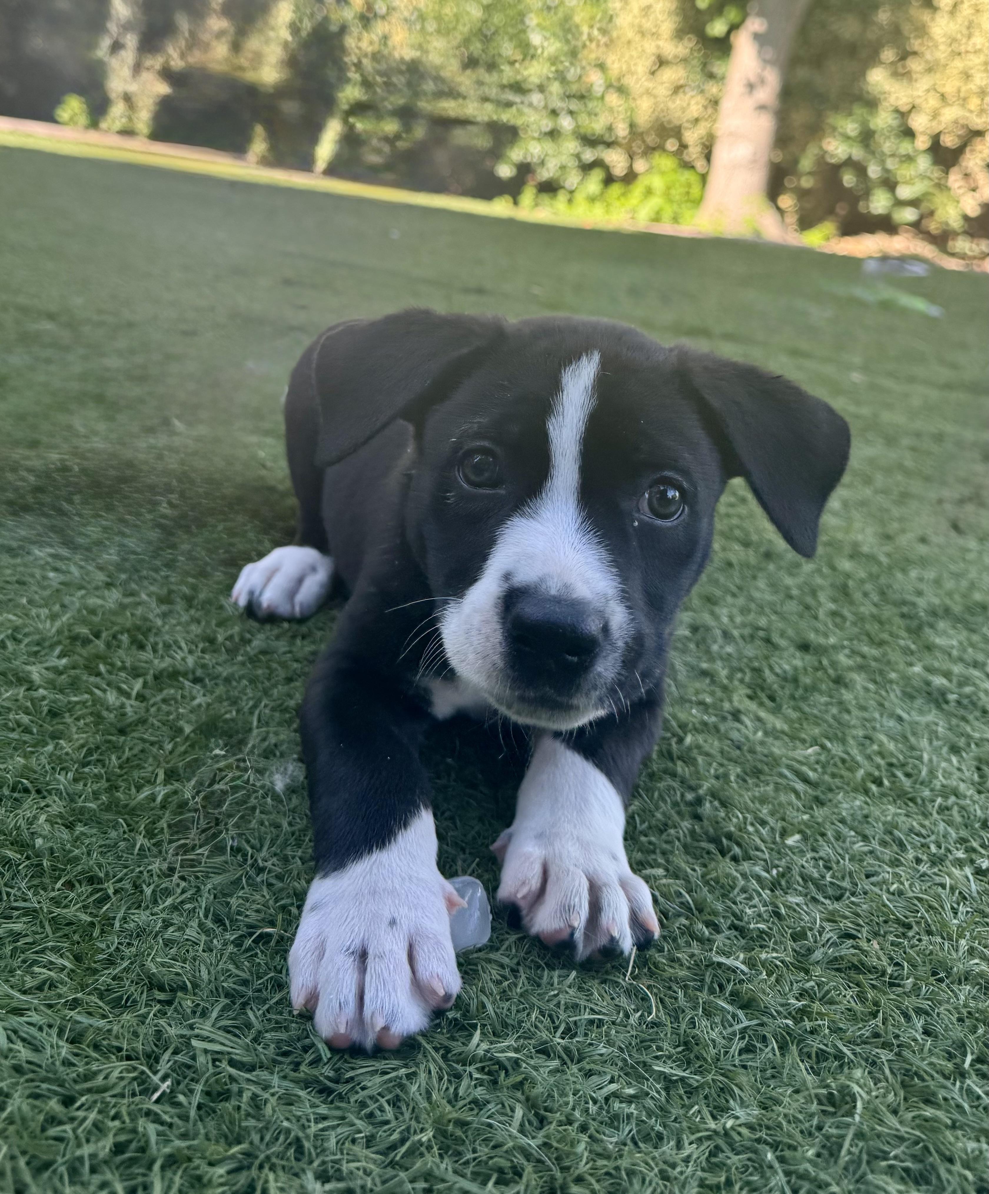 Enlarge Honey, an adoptable mixed breed in Lincoln, CA image 2/2