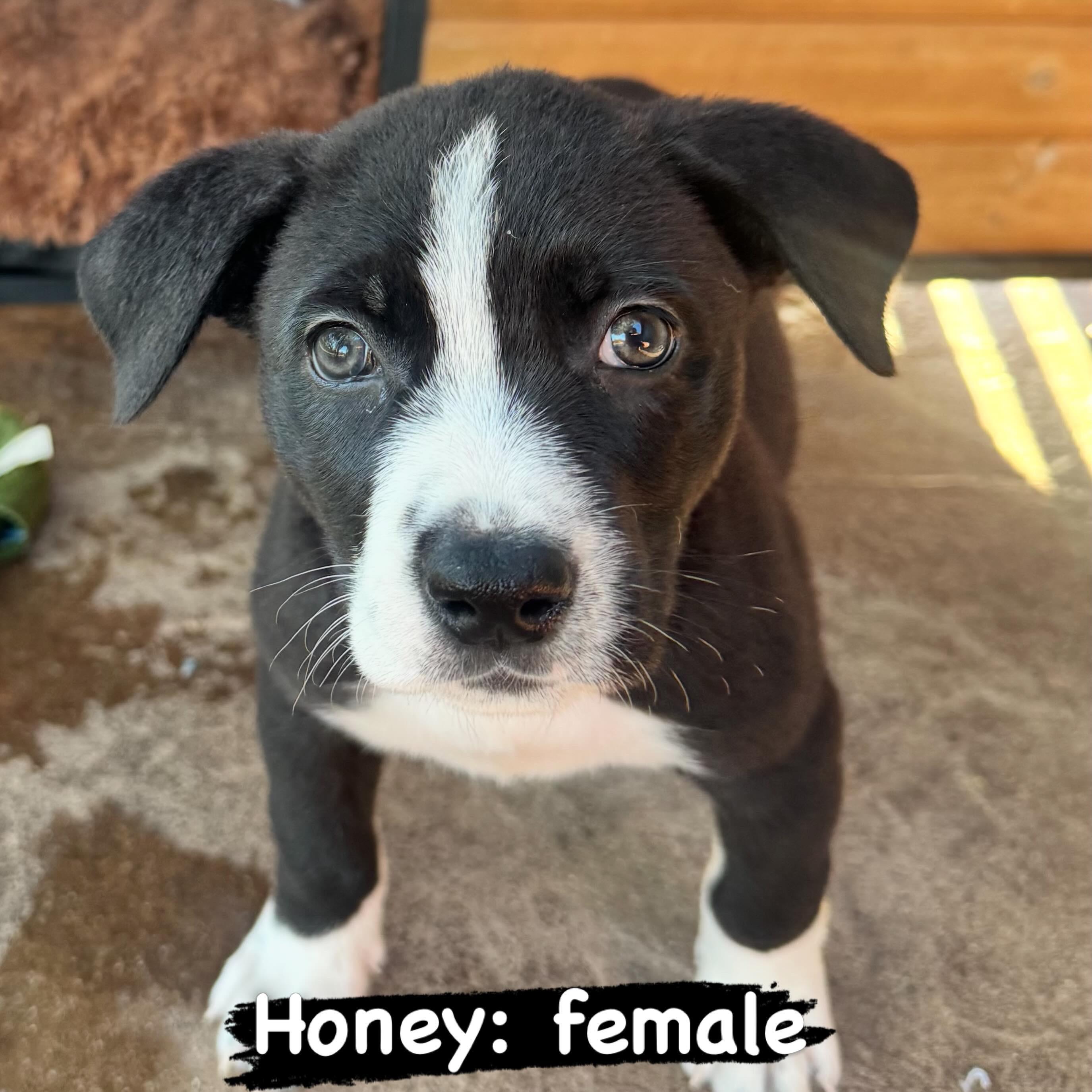 Enlarge Honey, an adoptable mixed breed in Lincoln, CA image 1/2