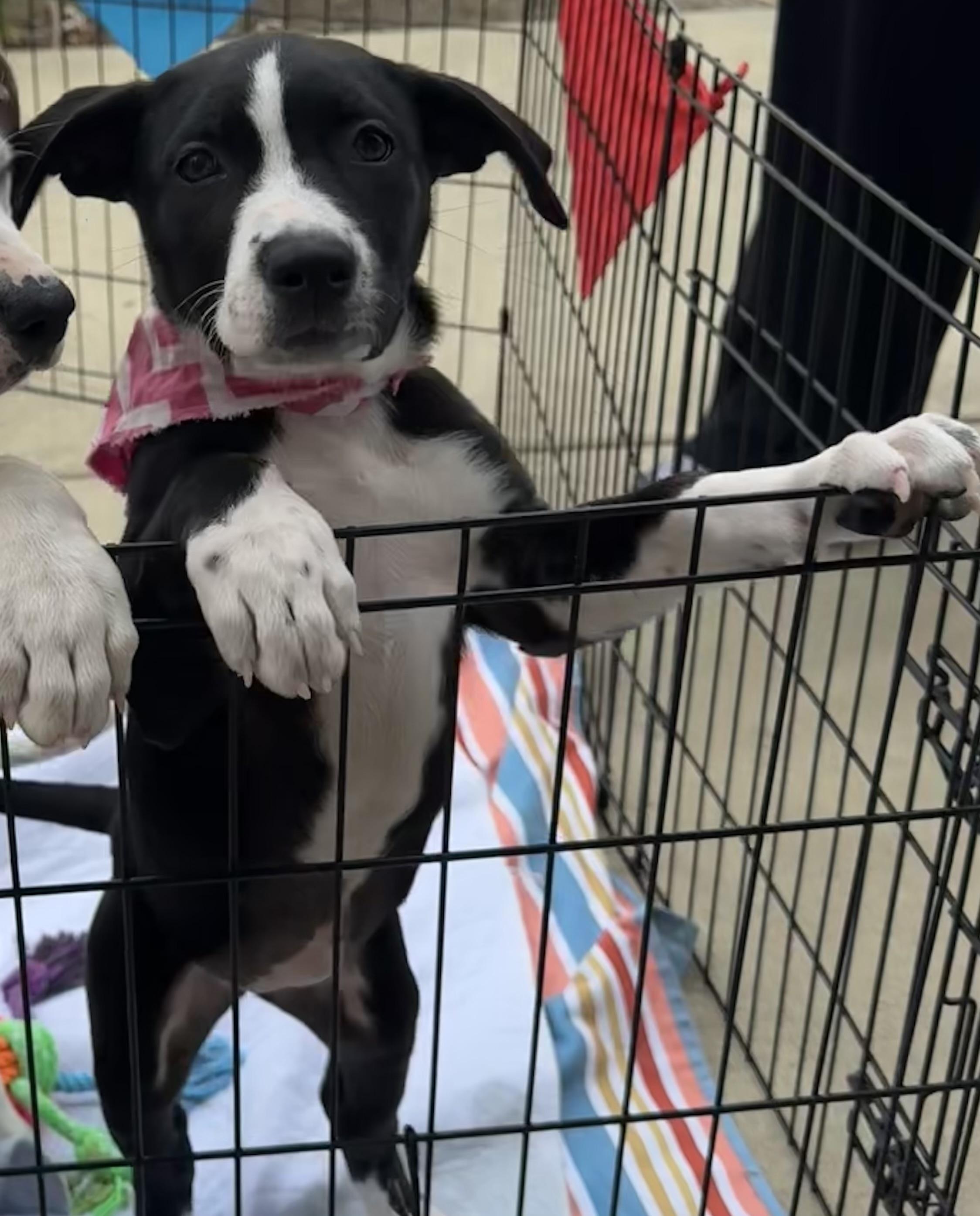 Honey, adopted, Puppy Female Pit Bull Terrier.