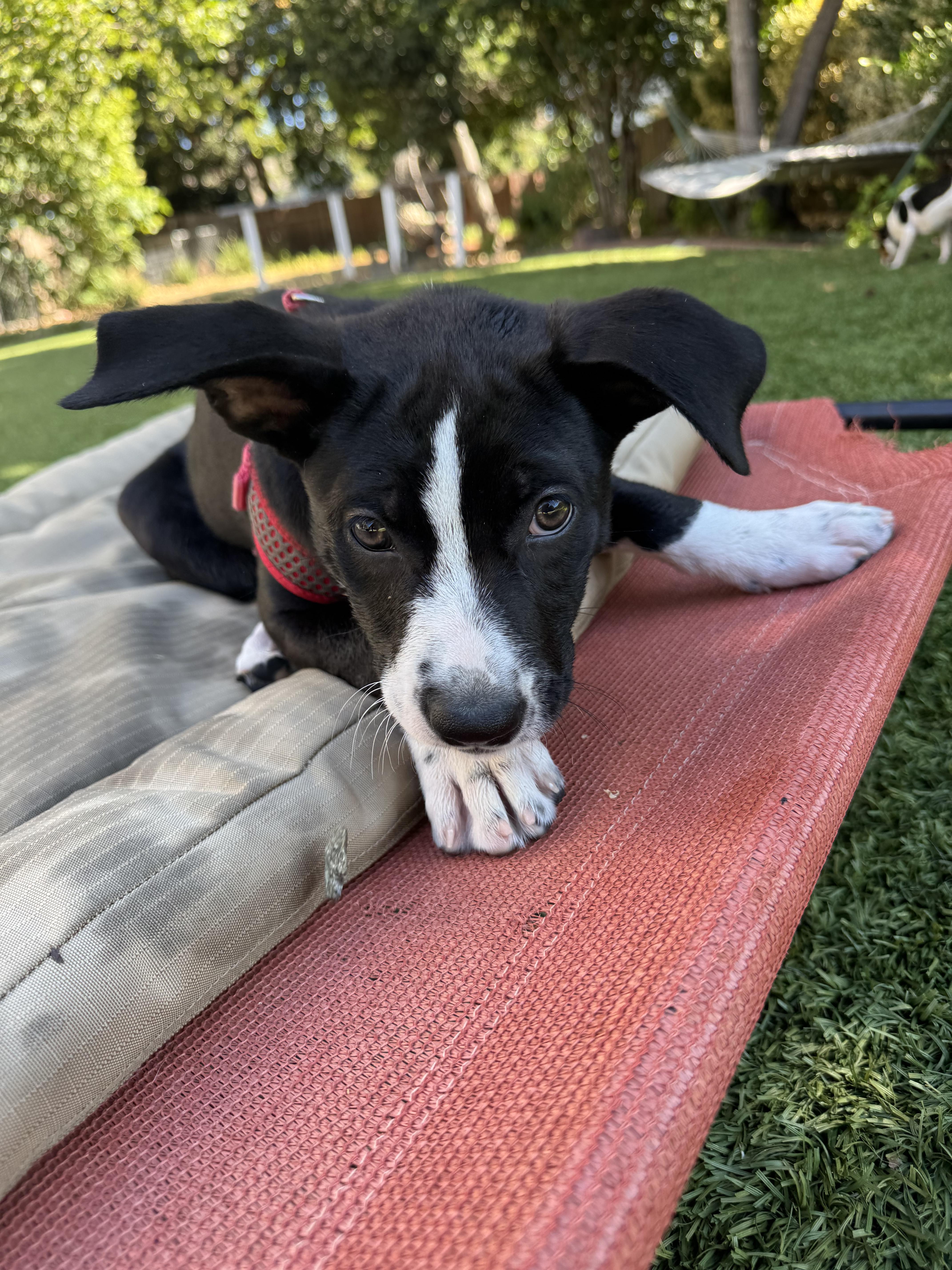 Honey, an adopted mixed breed in Lincoln, CA image 4/4