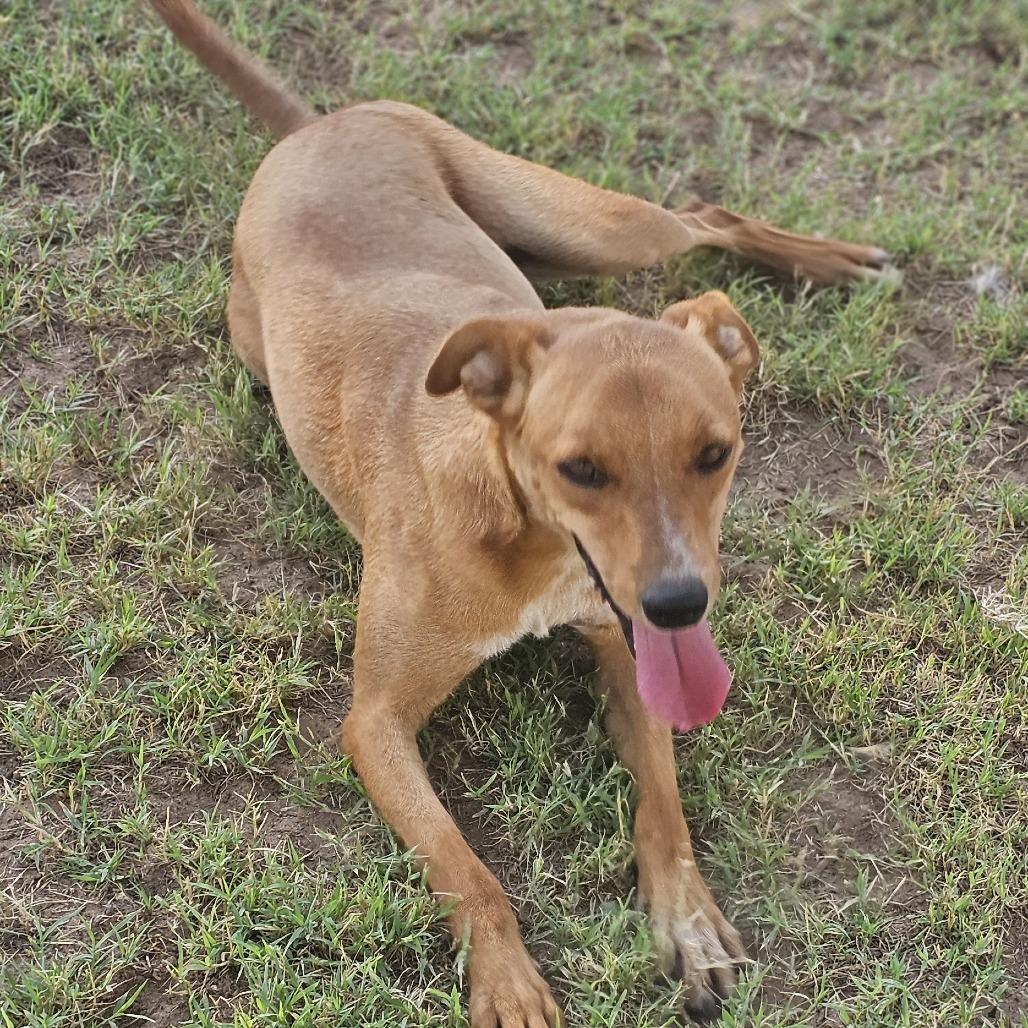 Ray, Adoptable, Adult Male Shepherd.