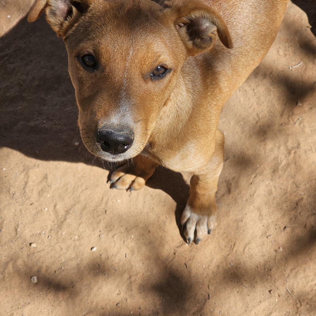 Enlarge Ray, a Adoptable mixed breed in Midland, TX image 2/2