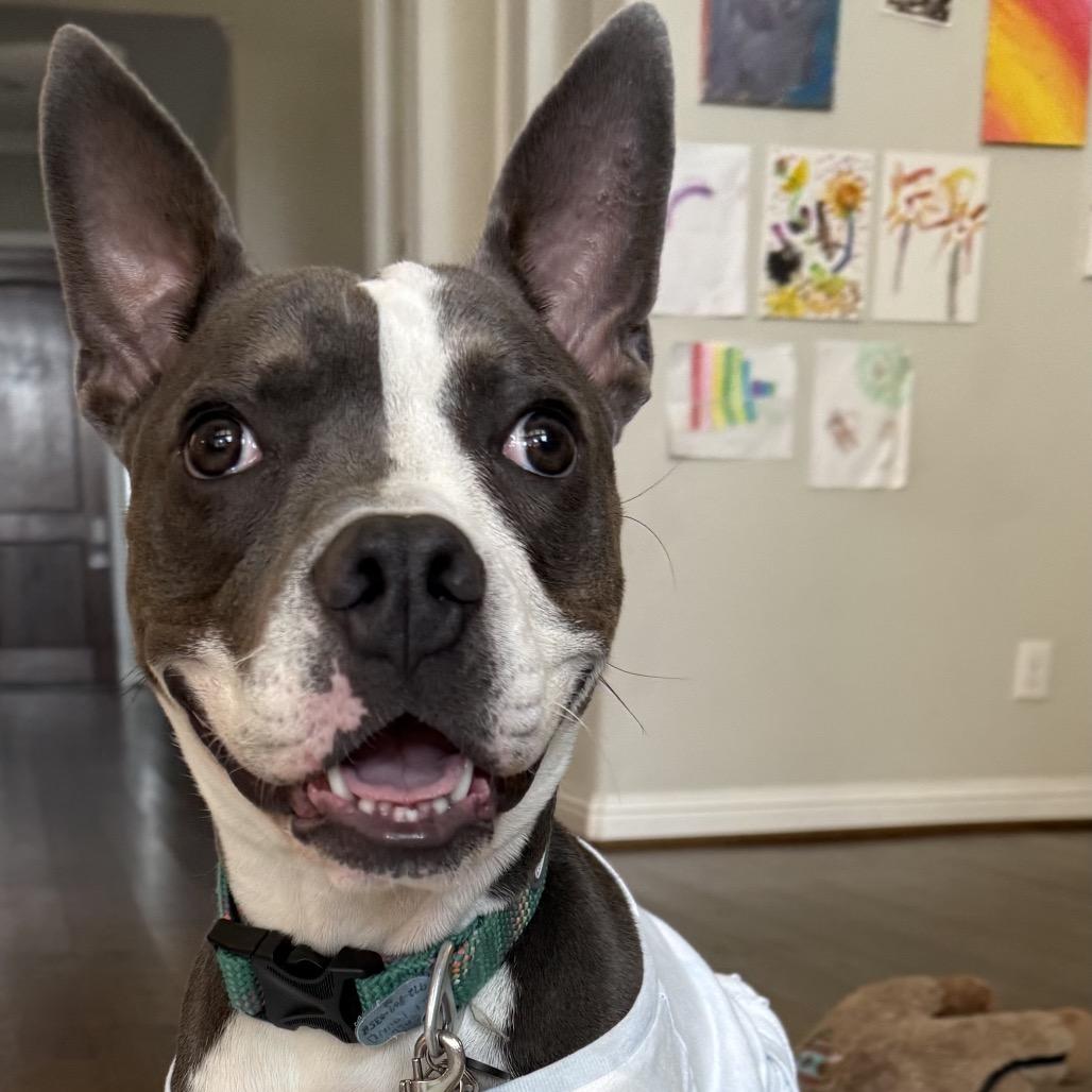 Gerby, Adoptable, Young Male Pit Bull Terrier & Boston Terrier.