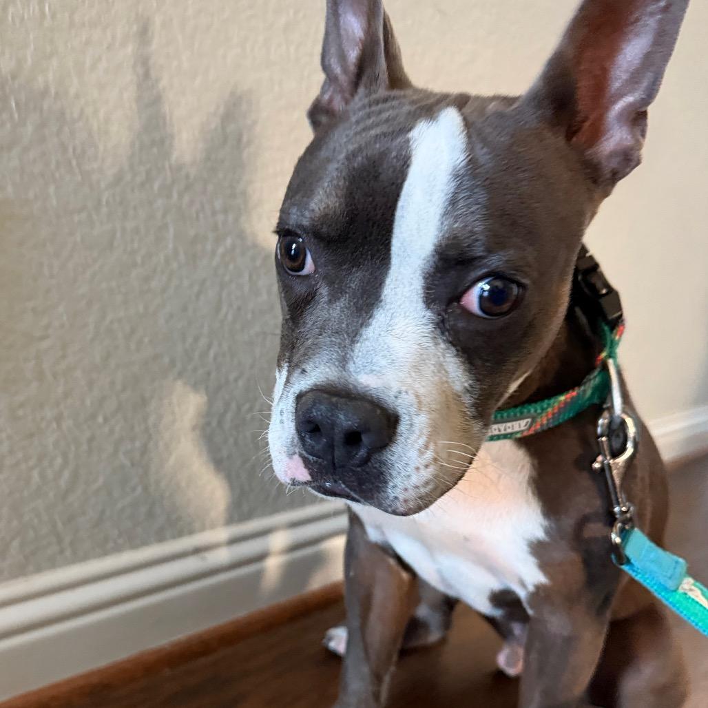 Enlarge Gerby, a Adoptable mixed breed in Dallas, TX image 3/6