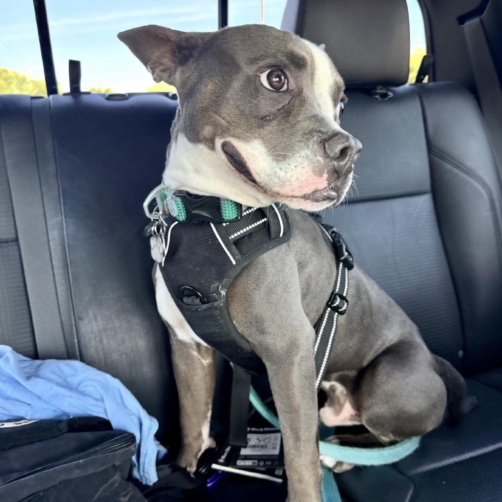 Enlarge Gerby, a Adoptable mixed breed in Dallas, TX image 5/6