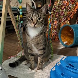 Leo, Adoptable, Young Male Tabby.