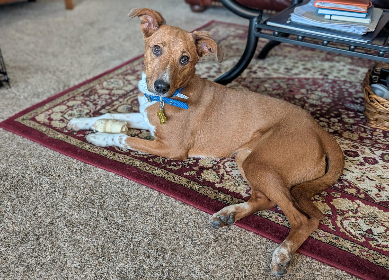 Sheilah, Adopted, Young Female Australian Cattle Dog / Blue Heeler.
