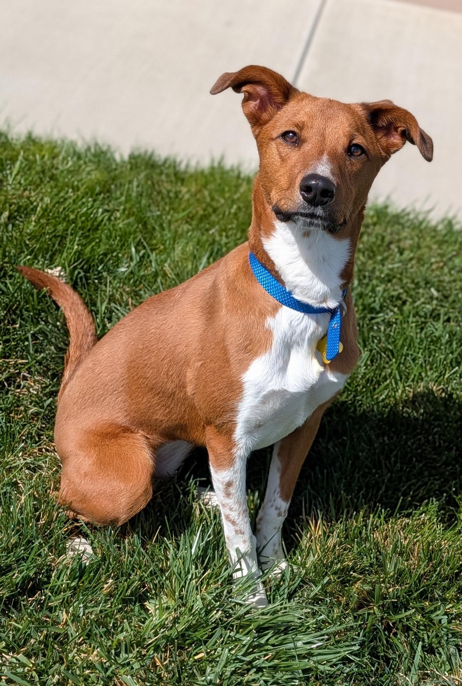 Enlarge Sheilah, a Adopted Australian Cattle Dog / Blue Heeler in Salt Lake City, UT image 2/3