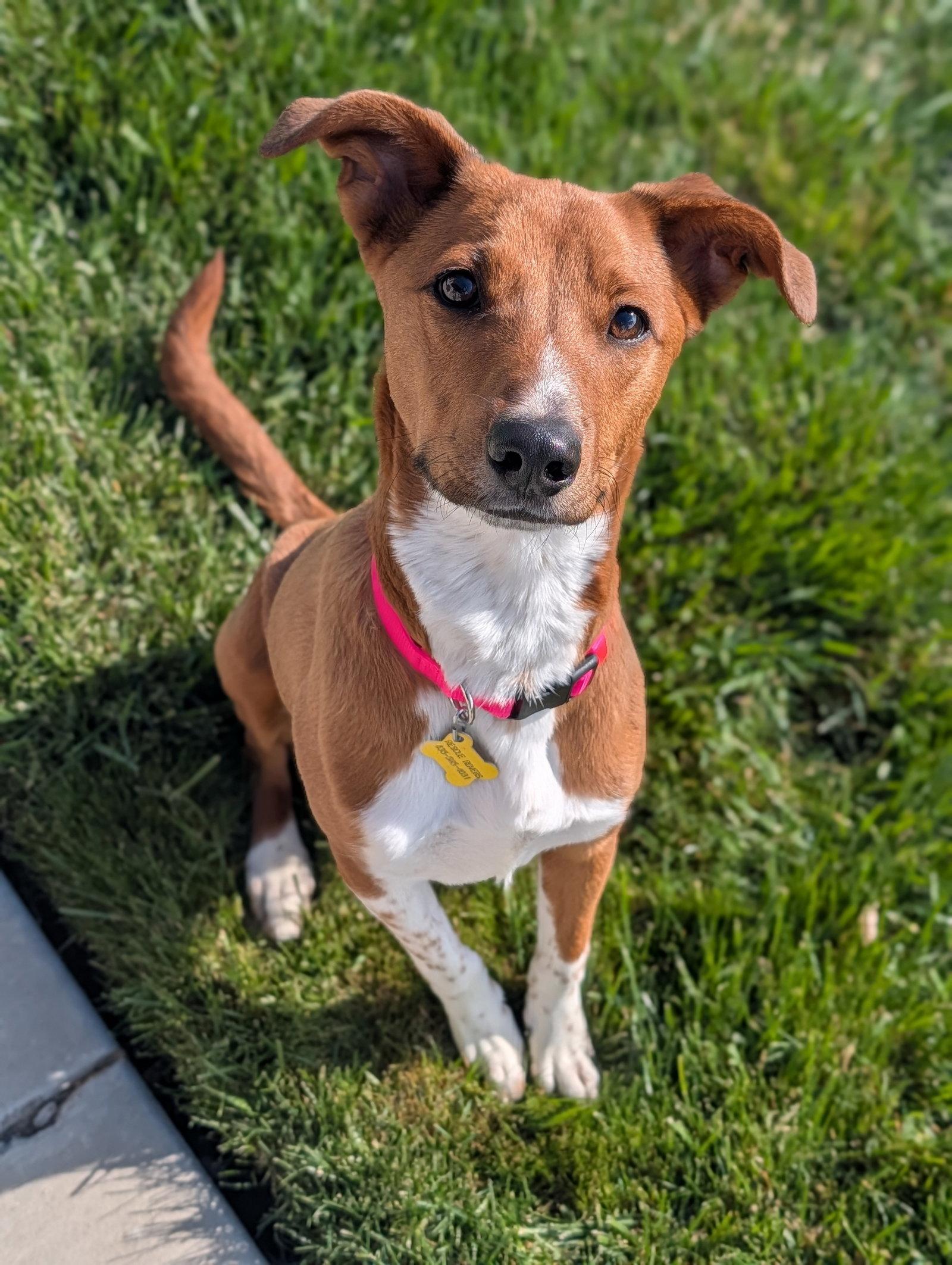 Enlarge Sheilah, a Adopted Australian Cattle Dog / Blue Heeler in Salt Lake City, UT image 3/3
