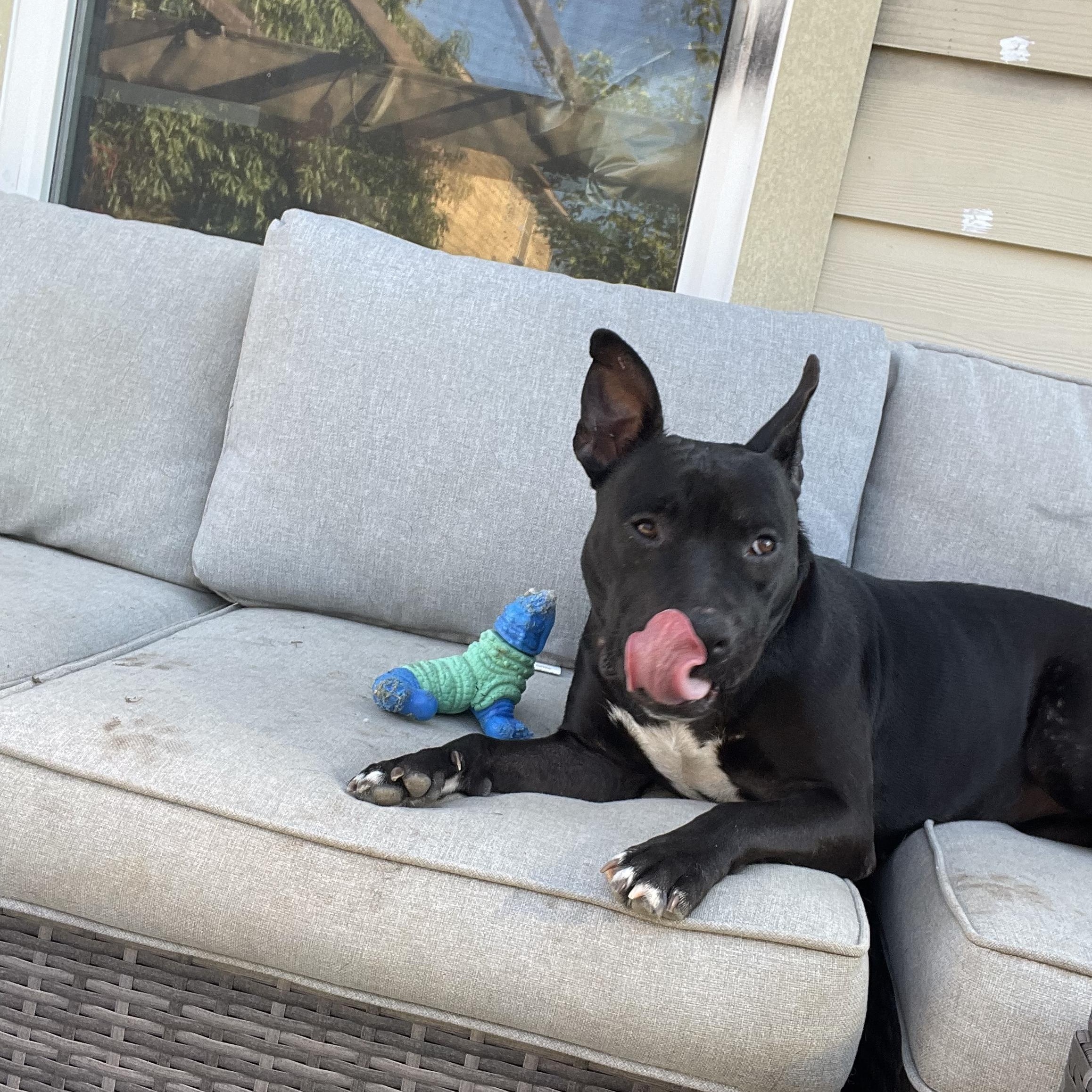 Leslie, a Adoptable Pit Bull Terrier in Benbrook, TX image 2/4