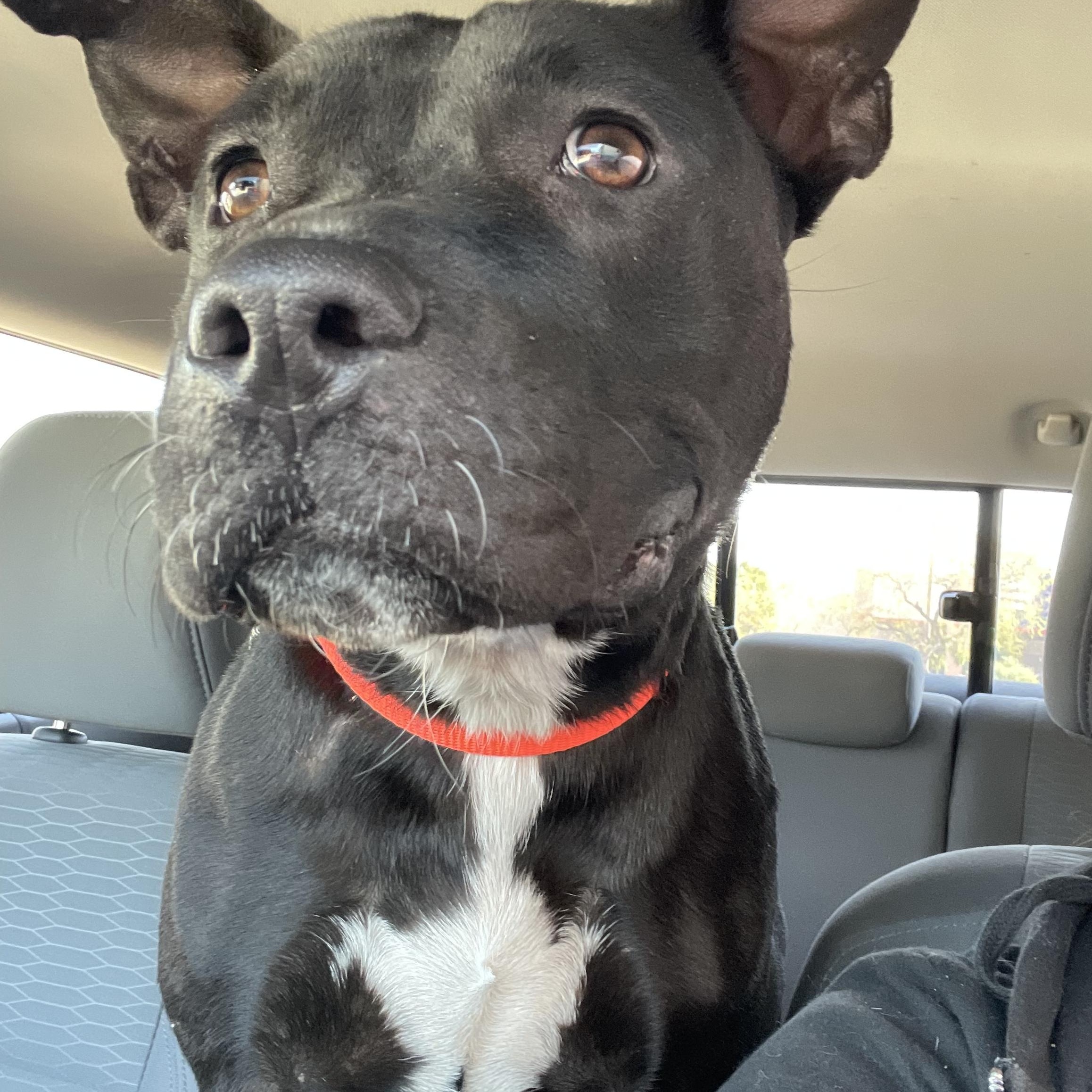 Leslie, Adoptable, Adult Female Pit Bull Terrier.