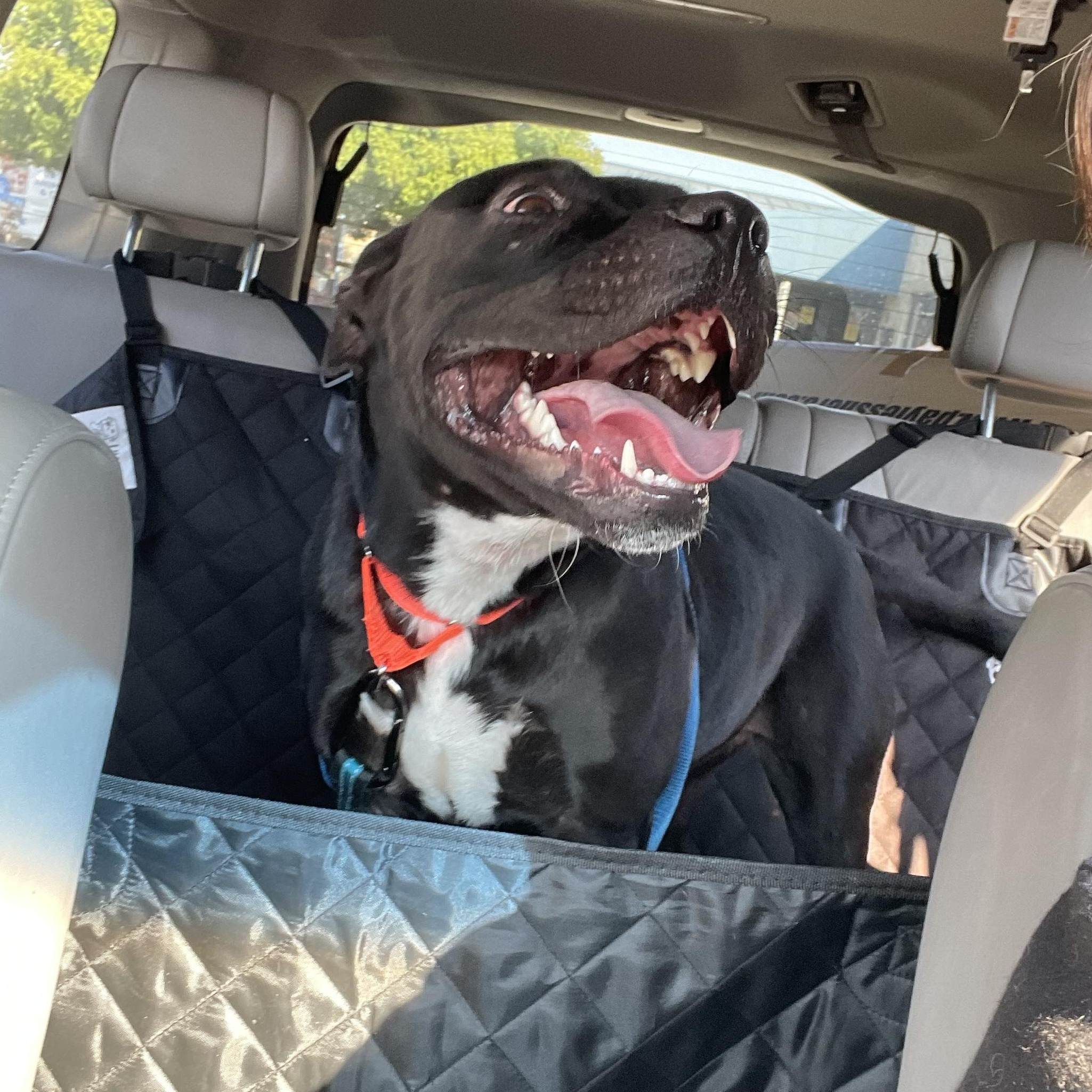 Leslie, a Adoptable Pit Bull Terrier in Benbrook, TX image 3/4
