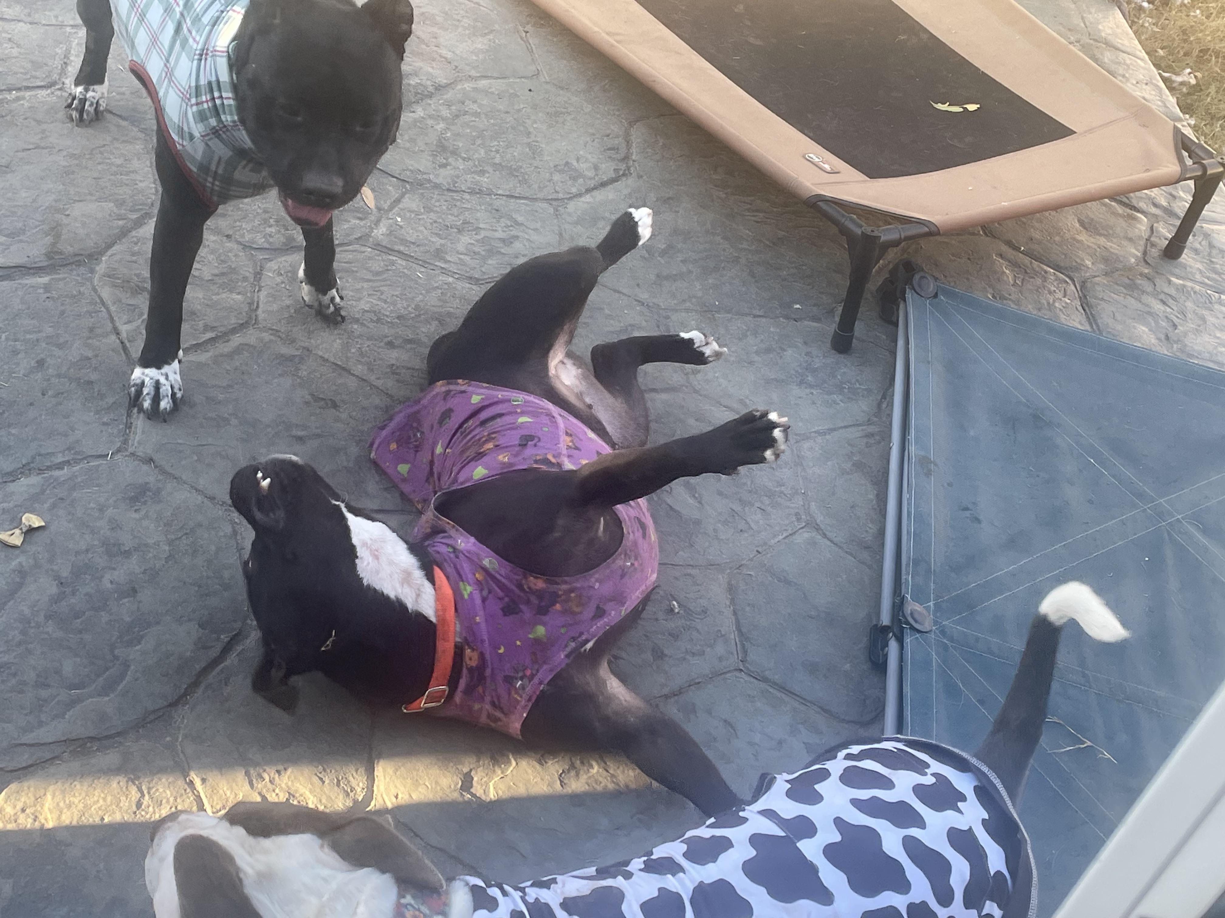 Leslie, a Adoptable Pit Bull Terrier in Benbrook, TX image 4/4