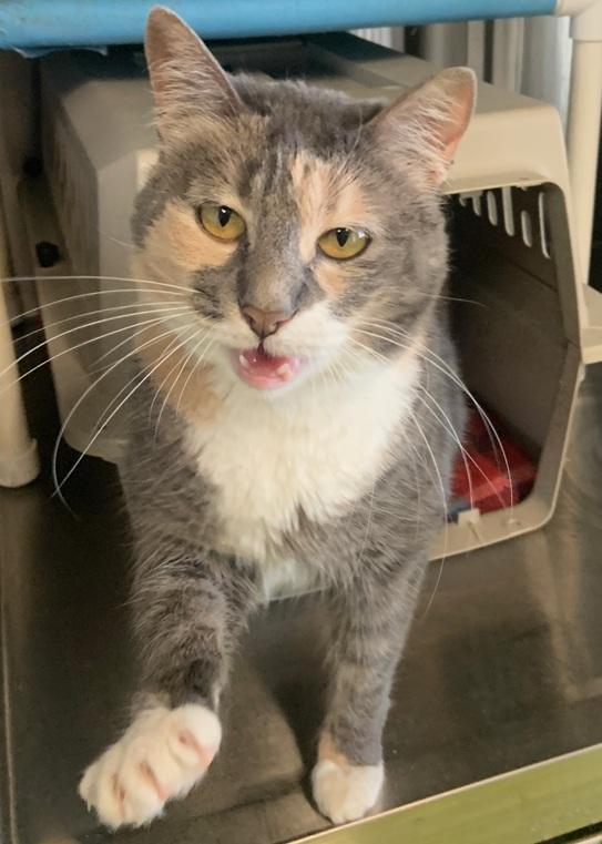 Enlarge Pearl, an adoptable Tortoiseshell in Weatherford, TX image 1/4