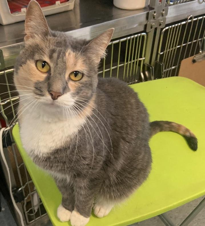 Enlarge Pearl, an adoptable Tortoiseshell in Weatherford, TX image 2/4