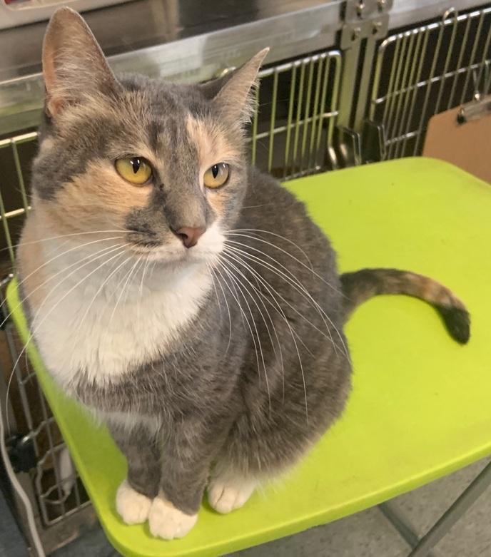 Enlarge Pearl, an adoptable Tortoiseshell in Weatherford, TX image 3/4