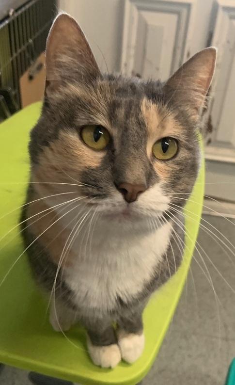 Enlarge Pearl, an adoptable Tortoiseshell in Weatherford, TX image 4/4