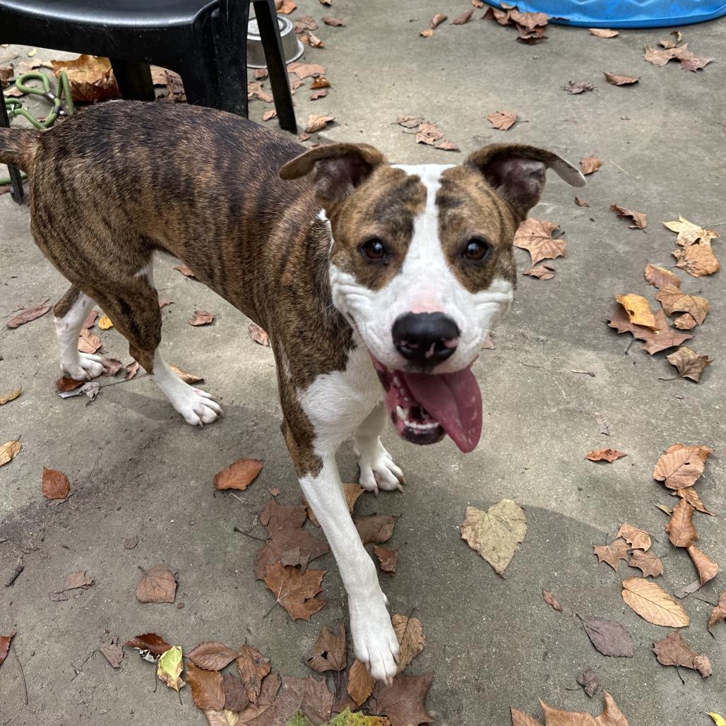 Lilly, Adoptable, Young Female Mixed Breed.