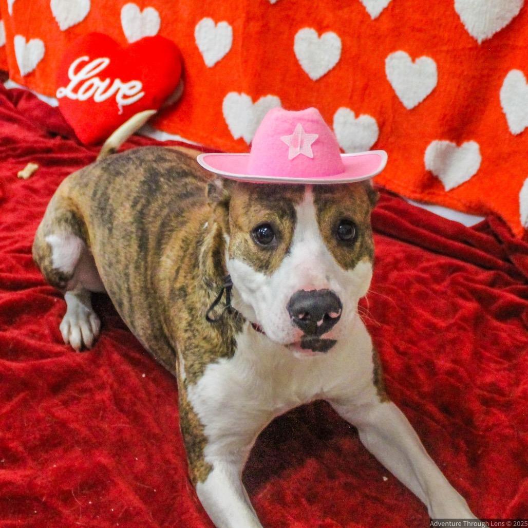 Lilly, a Adoptable Mixed Breed in Charleston, WV image 2/4