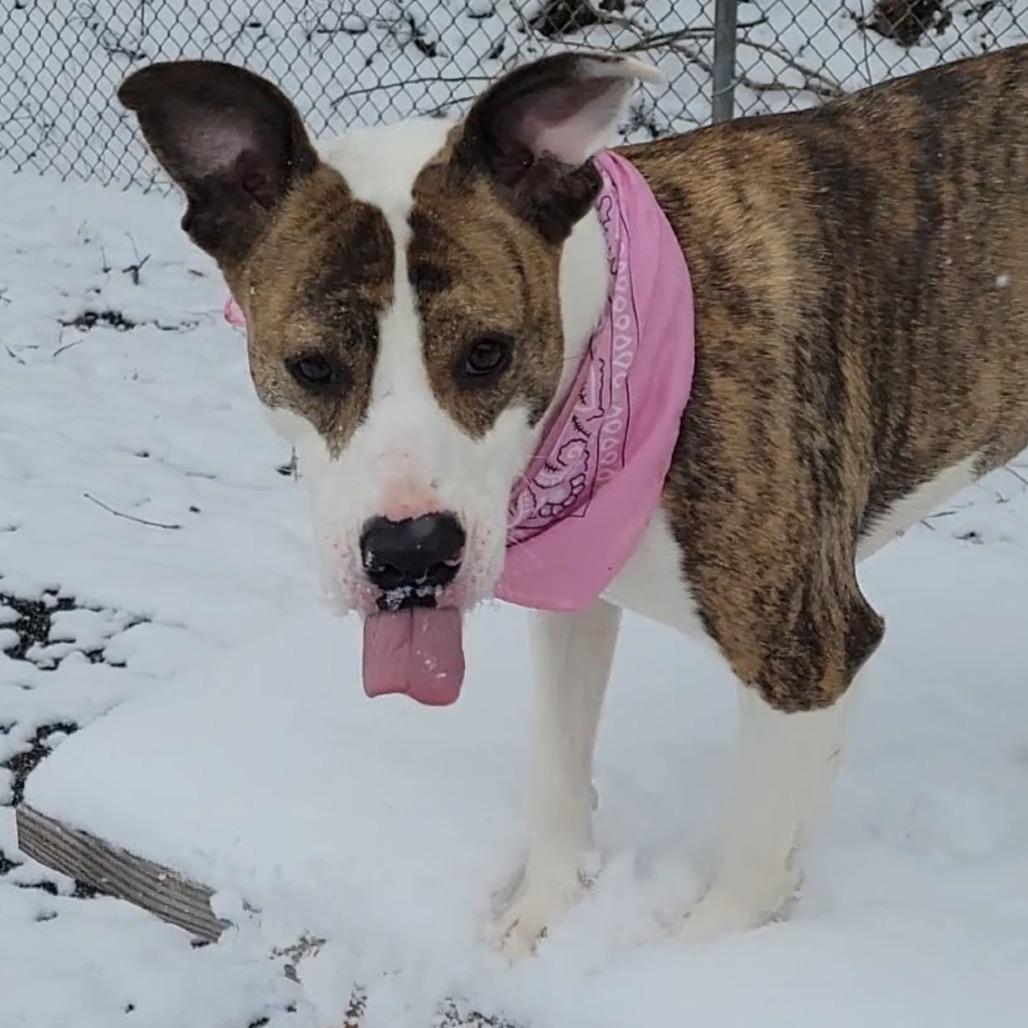 Enlarge Lilly, a Adoptable Mixed Breed in Charleston, WV image 4/6