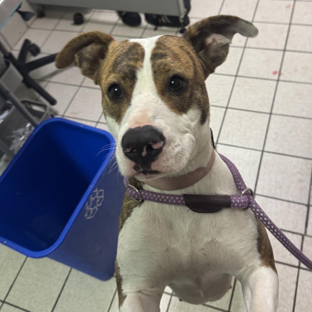 Enlarge Lilly, a Adoptable Mixed Breed in Charleston, WV image 3/3