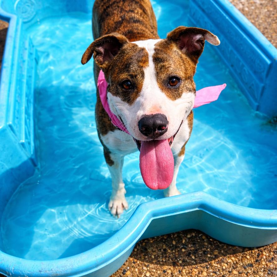 Enlarge Lilly, a Adoptable Mixed Breed in Charleston, WV image 6/6