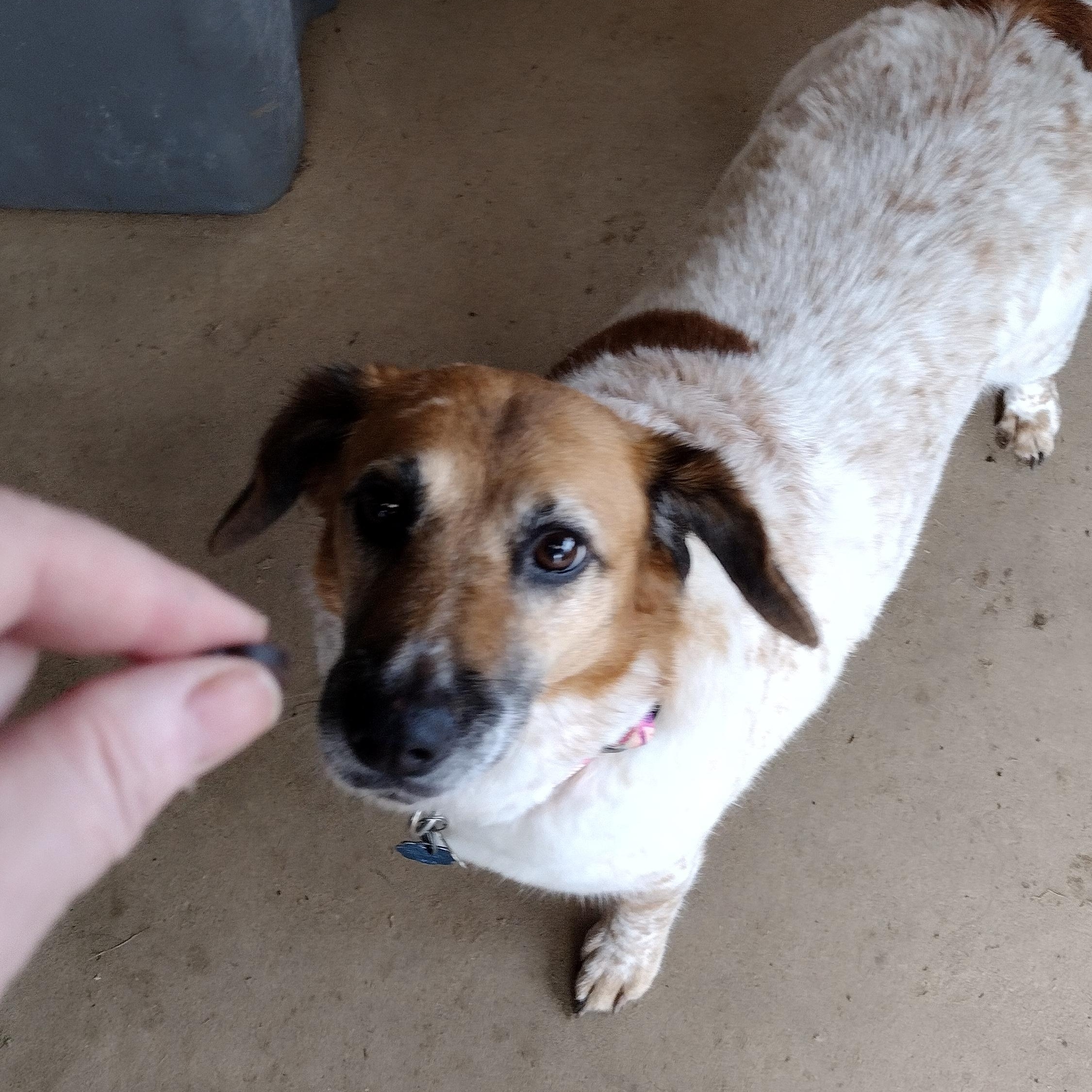 Enlarge Daisy, a Adoptable mixed breed in Mineola, TX image 2/2