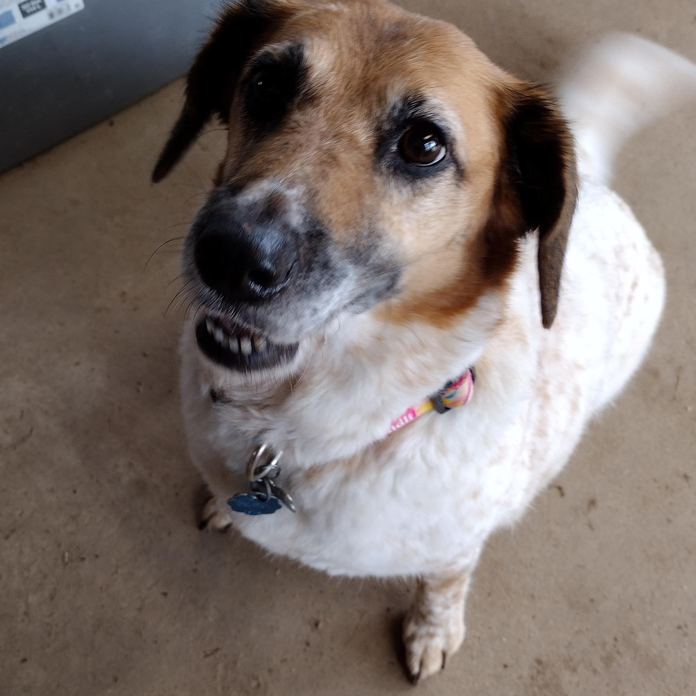 Enlarge Daisy, a Adoptable mixed breed in Mineola, TX image 1/2