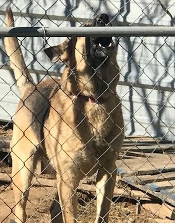 Howard, a Adoptable German Shepherd Dog in Rockdale, TX image 1/6