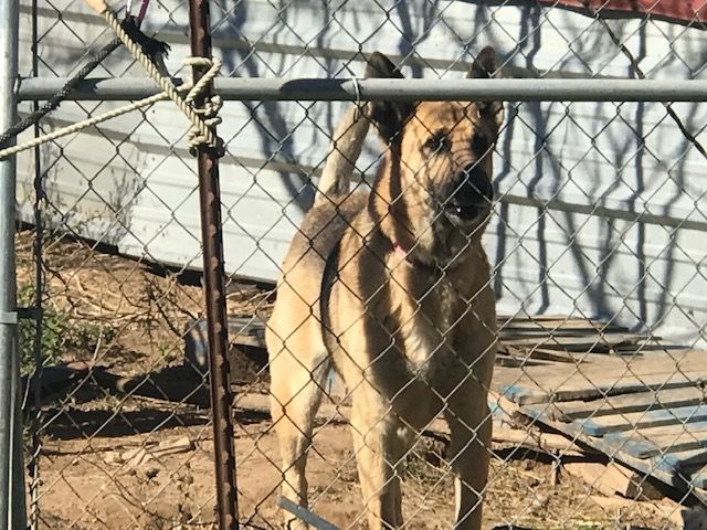 Howard, a Adoptable German Shepherd Dog in Rockdale, TX image 2/6