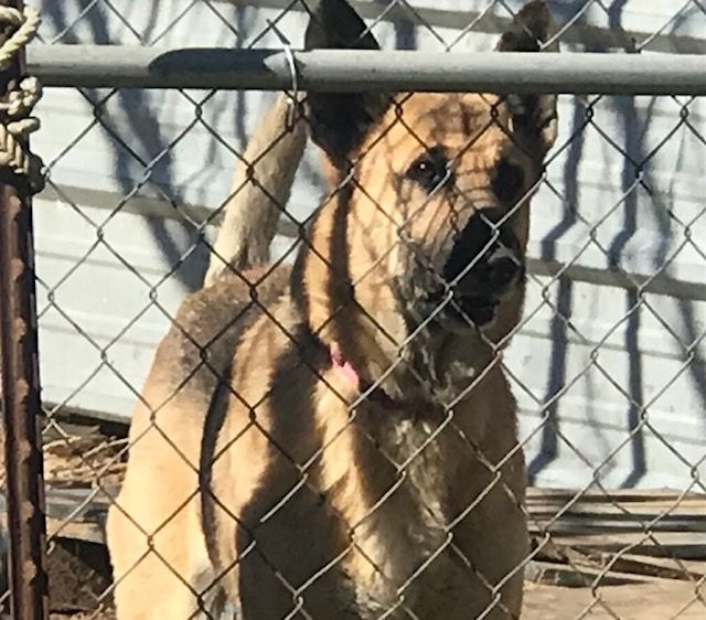 Howard, a Adoptable German Shepherd Dog in Rockdale, TX image 3/6