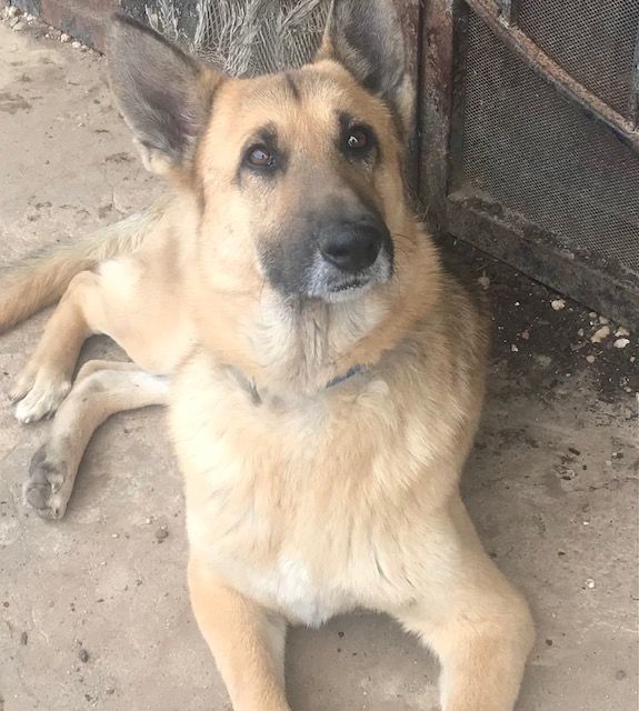 Howard, a Adoptable German Shepherd Dog in Rockdale, TX image 4/6