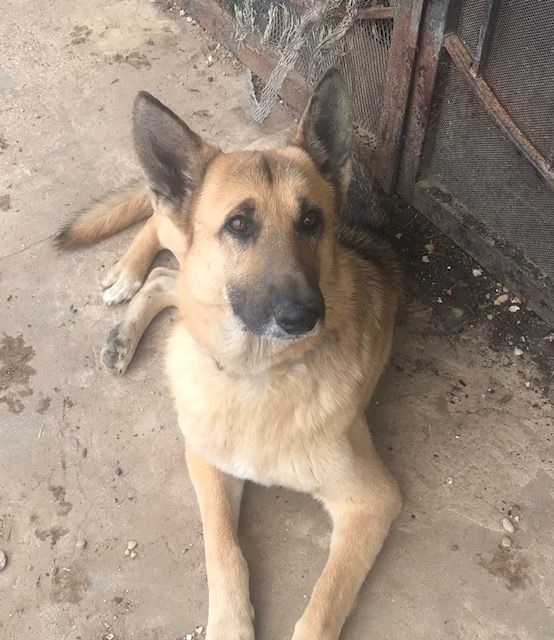 Howard, a Adoptable German Shepherd Dog in Rockdale, TX image 5/6