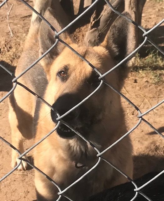 Howard, a Adoptable German Shepherd Dog in Rockdale, TX image 6/6