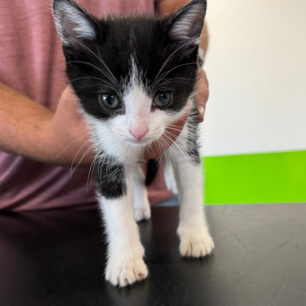 Max, Adoptable, Kitten Male Domestic Short Hair.