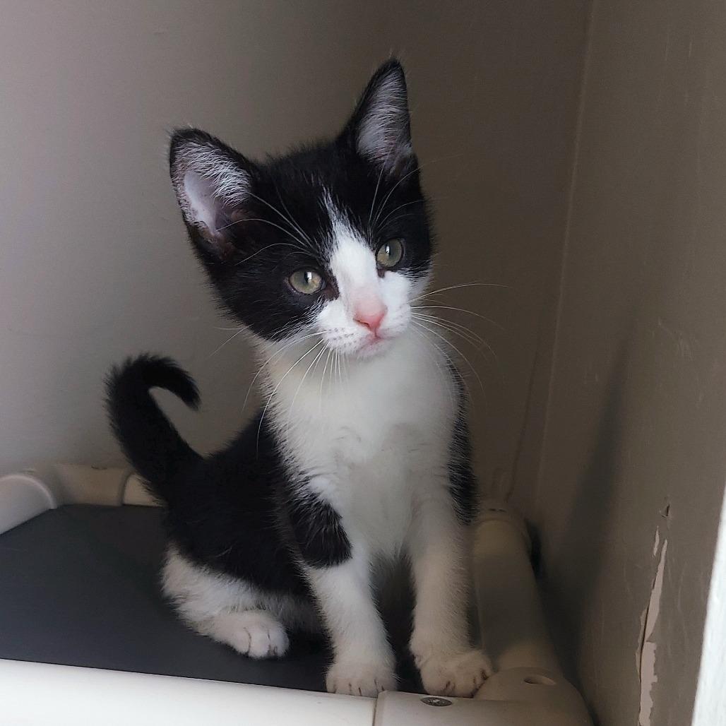 Max, a Adoptable Domestic Short Hair in Ponca City, OK image 2/2