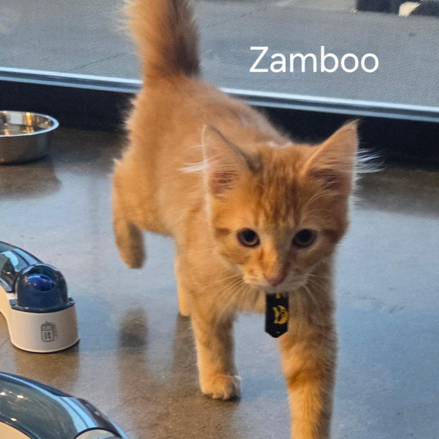 Enlarge Zamboo, an adopted Domestic Short Hair in Austin, TX image 1/3